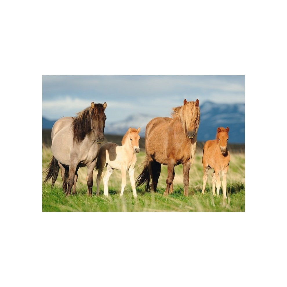 Horse Family